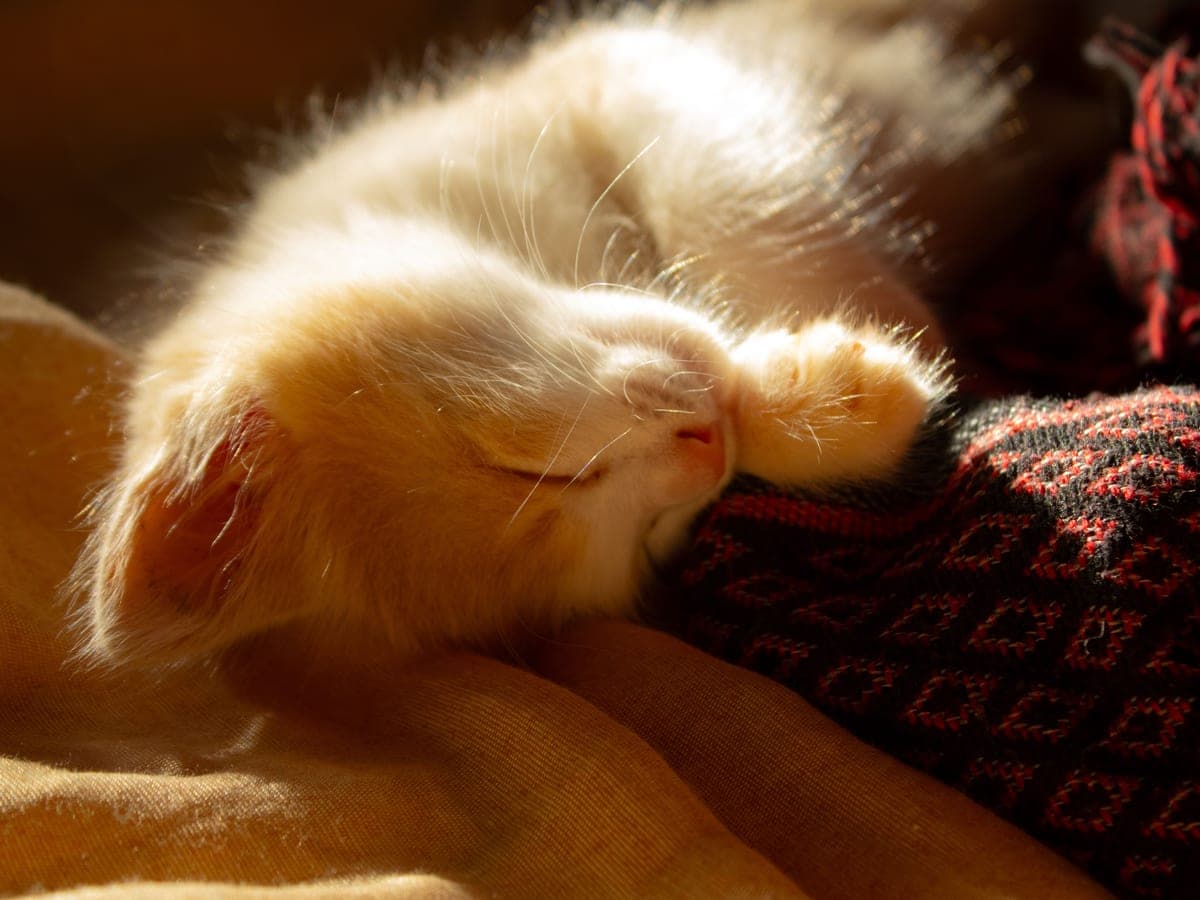 A cat asleep on a folded blanket